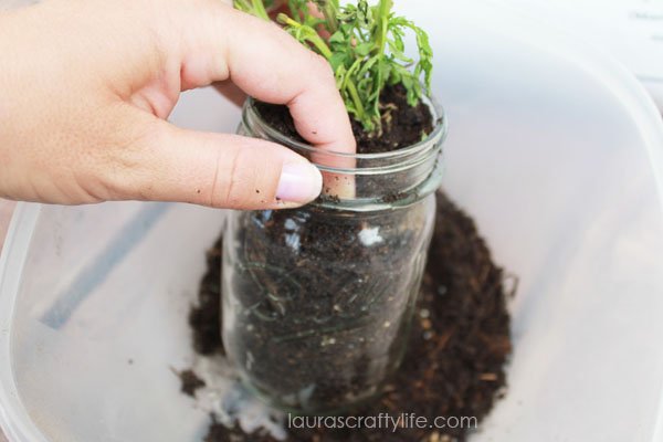 use potting soil to fill in next to plant