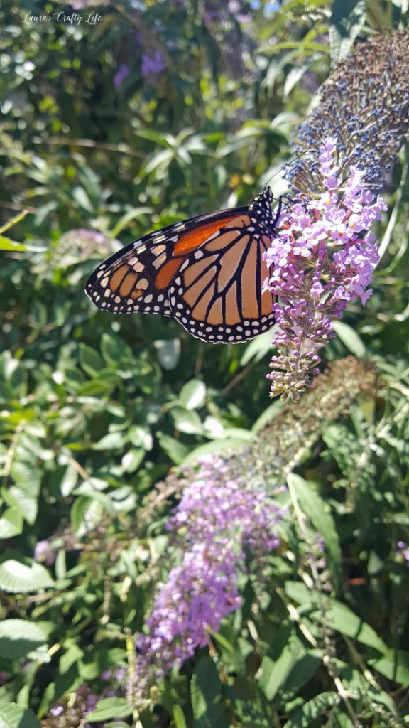 Monarch Butterfly on Butterfly Bush